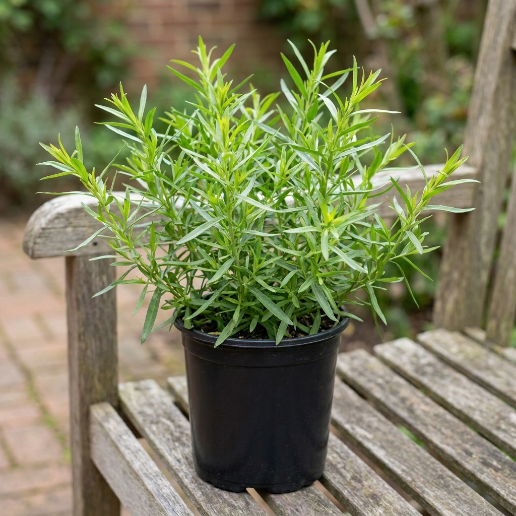 A real photograph of a healthy French tarragon plant in a black nursery pot on an outdoor bench, with narrow green leaves and new growth visible